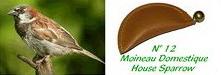 Appeau (chilets) moineau domestique