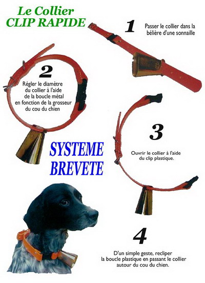 Collier fluo pour chiens "clip rapide"