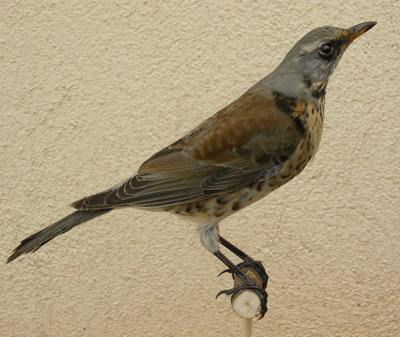 Grive litorne naturalis�e (empaill�e)