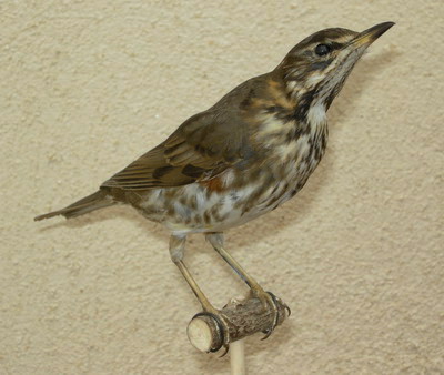 Grive mauvis naturalis�e (empaill�e)