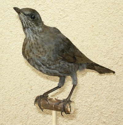 Merle noir femelle naturalis� (empaill�e)