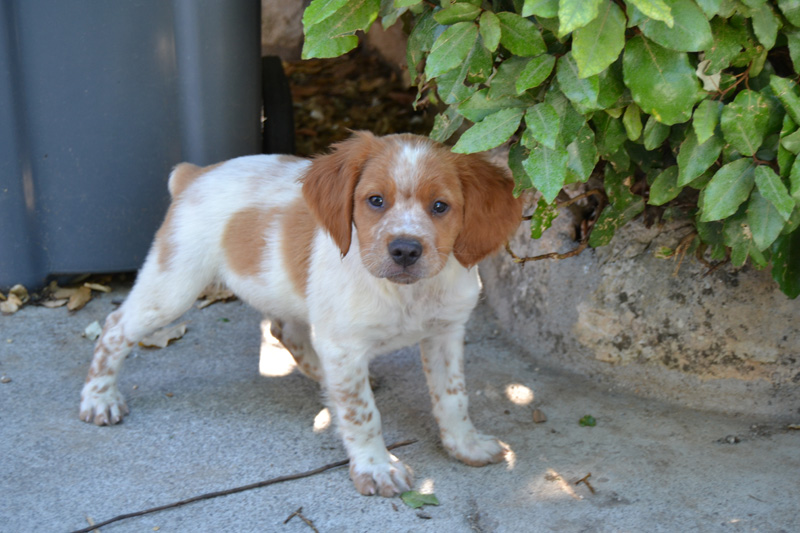 Chiots épagneul breton LOF à réserver