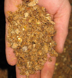 Complément alimentaire pour les grives, texture mélange figue Complément alimentaire pour les grives, texture mélange figue