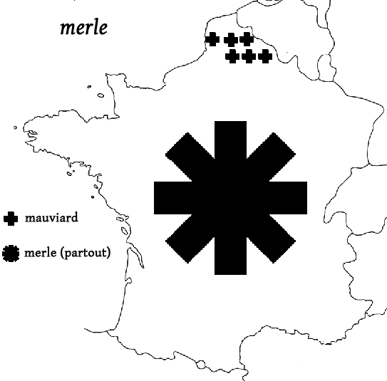 carte noms merle noir carte noms merle noir