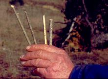 Les bâtons d'une tendelle aux grives ou lecque Les bâtons d'une tendelle aux grives ou lecque
